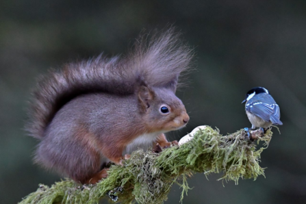Red squirrel and coal tit stand off 