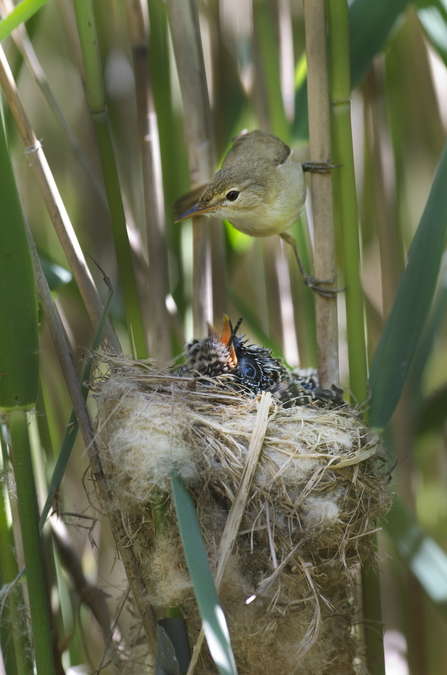 Reed warbler feeding cuckoo chick in nest