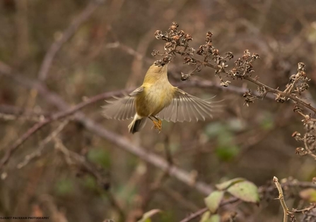 Goldcrest mid-flight