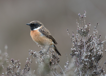 Male stonechat