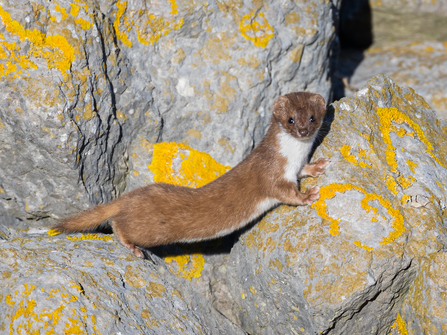 Weasel Hunting 