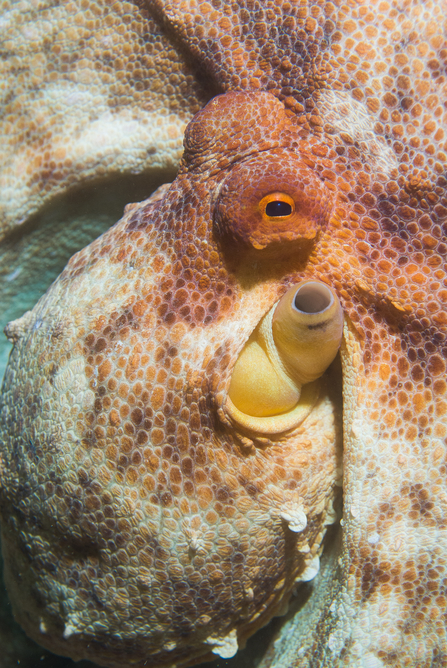 Close up of octopus