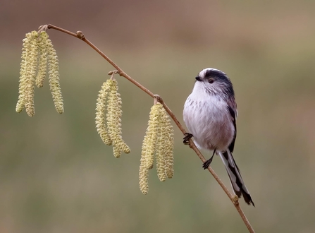 long-tailed tit perched on hazel branch 