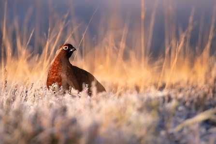 Winter Grouse
