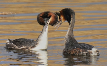Courting Great crested grebes