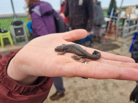 Great Crested Newt at Freshfields 