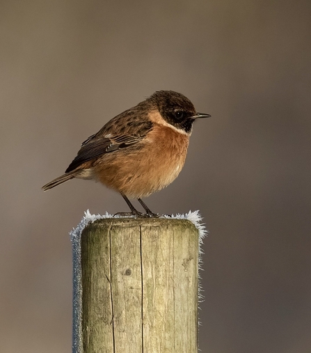 Stonechat at Brockholes