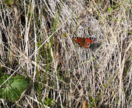 Peacock Butterfly 