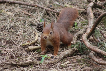 Red squirrel by Alan Wright