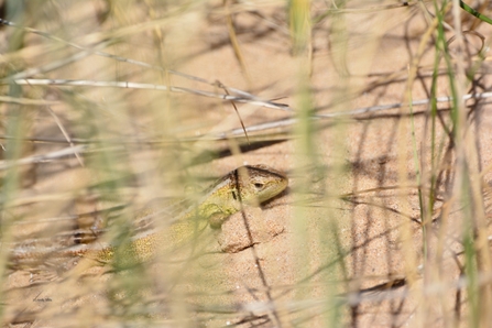 Sand Lizard