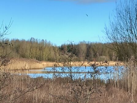 Reedbeds and lake at Amberswood Nature Reserve