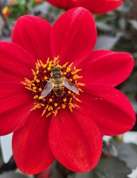 Bee and flower
