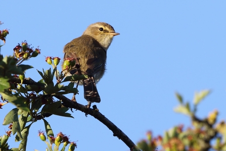 A chiffchaff in a tree