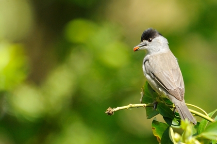 A Blackcap on a branch