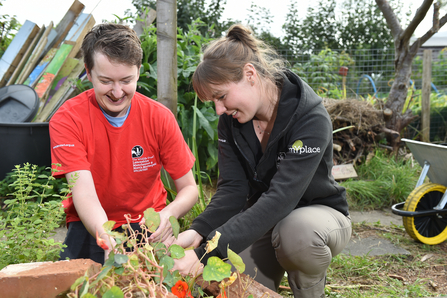 A man and woman collecting nasturtium seeds