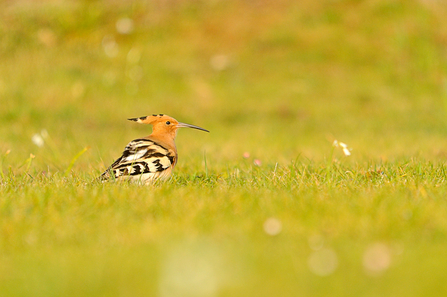 A hoopoe sitting in grass