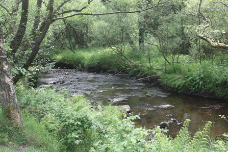 Longworth Clough by Alan Wright