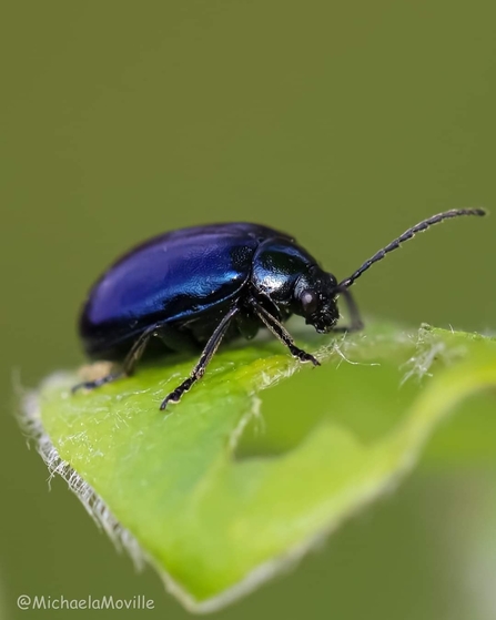 Beetle 