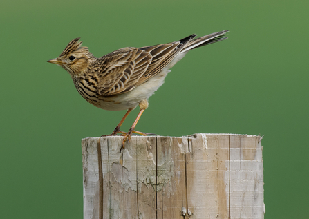 Skylark sitting on a post