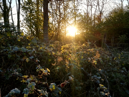 Sun rays peeking between some trees and highlighting some nettles
