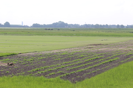 Area of bare stripped turf rows surrounded by green turf
