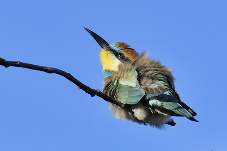 A European Bee Eater