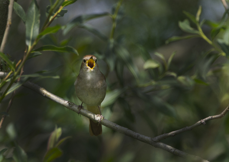 A nightingale singing against a backdrop of leaves