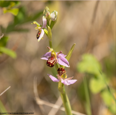 Zoomed in photo of a bee orchid
