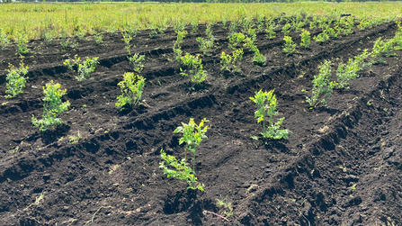 Small green blueberries bushes against dark brown soil