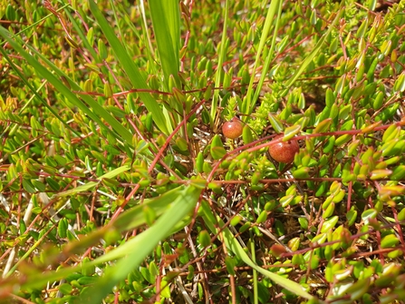 Round pink and green bog cranberries with red stalks and green and orange leaves