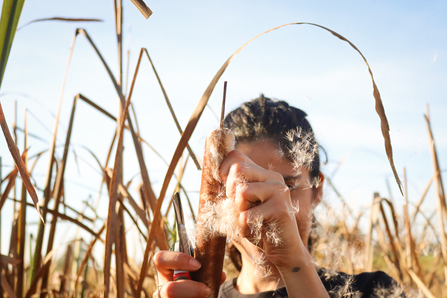 A person crumbling white fluffy bulrush seeds in their hands