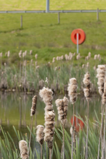 Bulrushes covered in fluffy white seeds at the edge of a pond