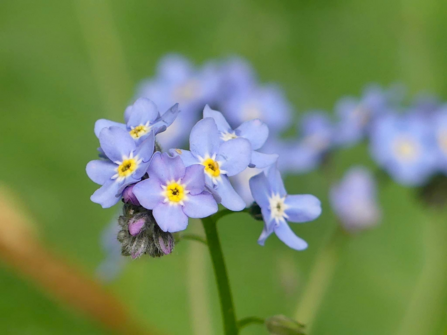 Forget-me-nots