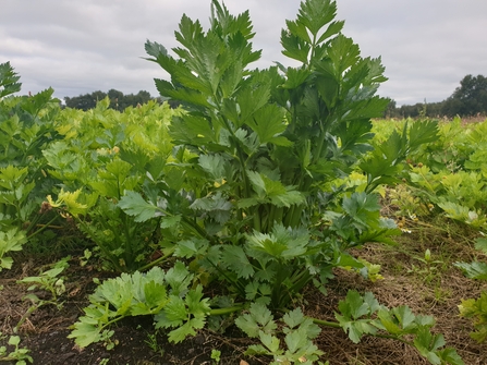 Bushy green celery plants