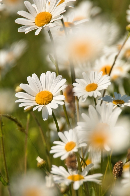 Oxeye Daisies 