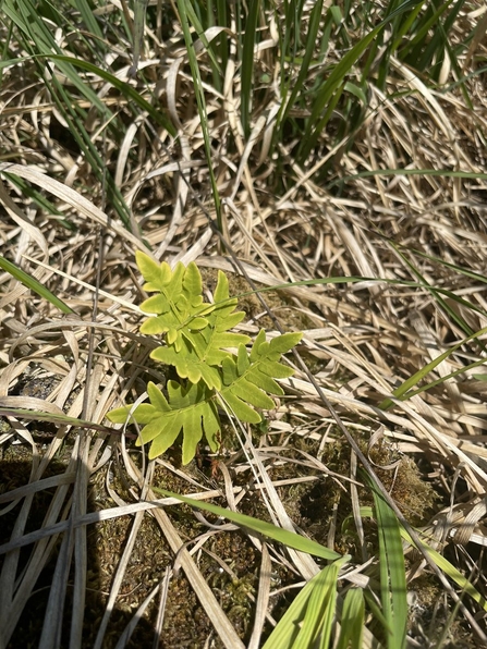 close up of a tiny royal fern