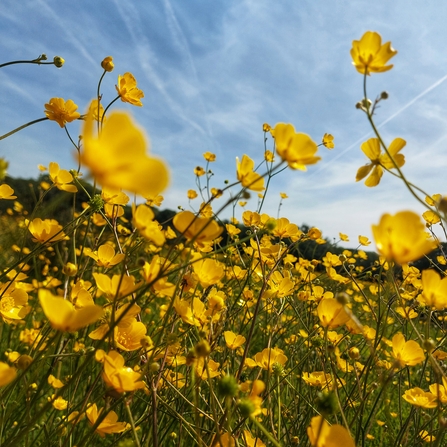 Buttercups
