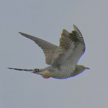 a close up of a cuckoo flying
