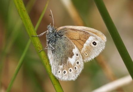 Closeup of a large heath butterfly
