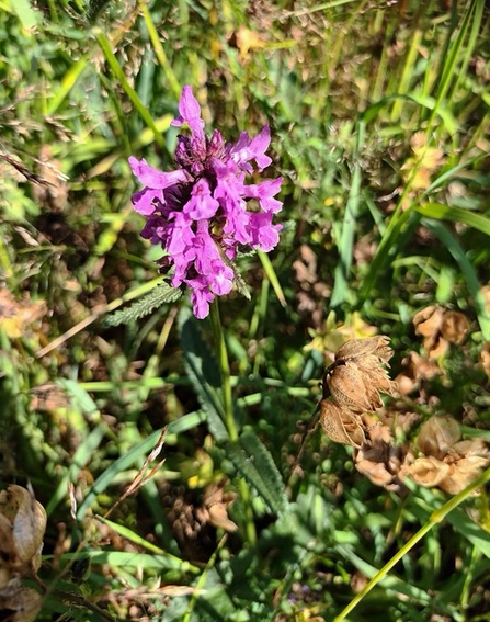close up of a purple betony