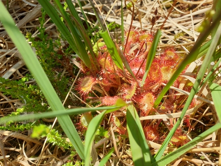Red sundew plant with green centre