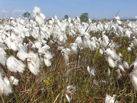 Fluffy white seed heads of common cotton grass against a bright blue sky