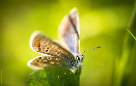 Common Blue titled 'got my eyelashes done'