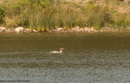 goosander swimming in the pond