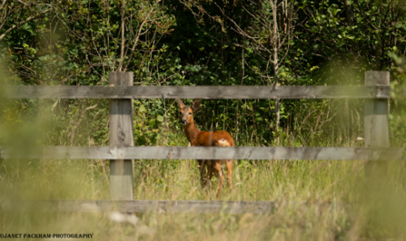 A roe deer looking back at the camera
