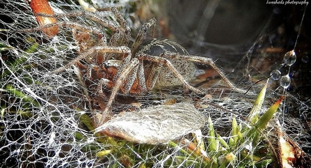 A large labyrinth spider on its web