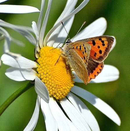 Small Copper