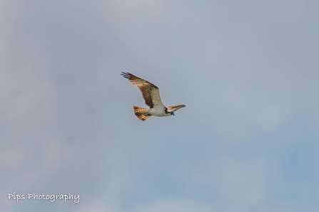 Image of an osprey flying from the side