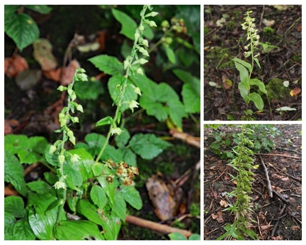 three plants at wigan flashes