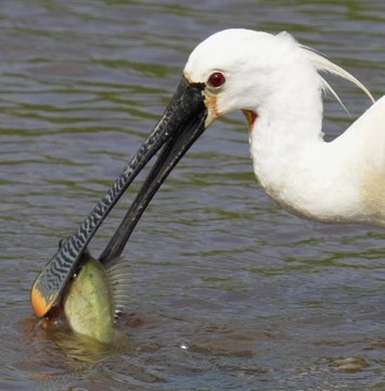A spoonbill with a fish in its mouth